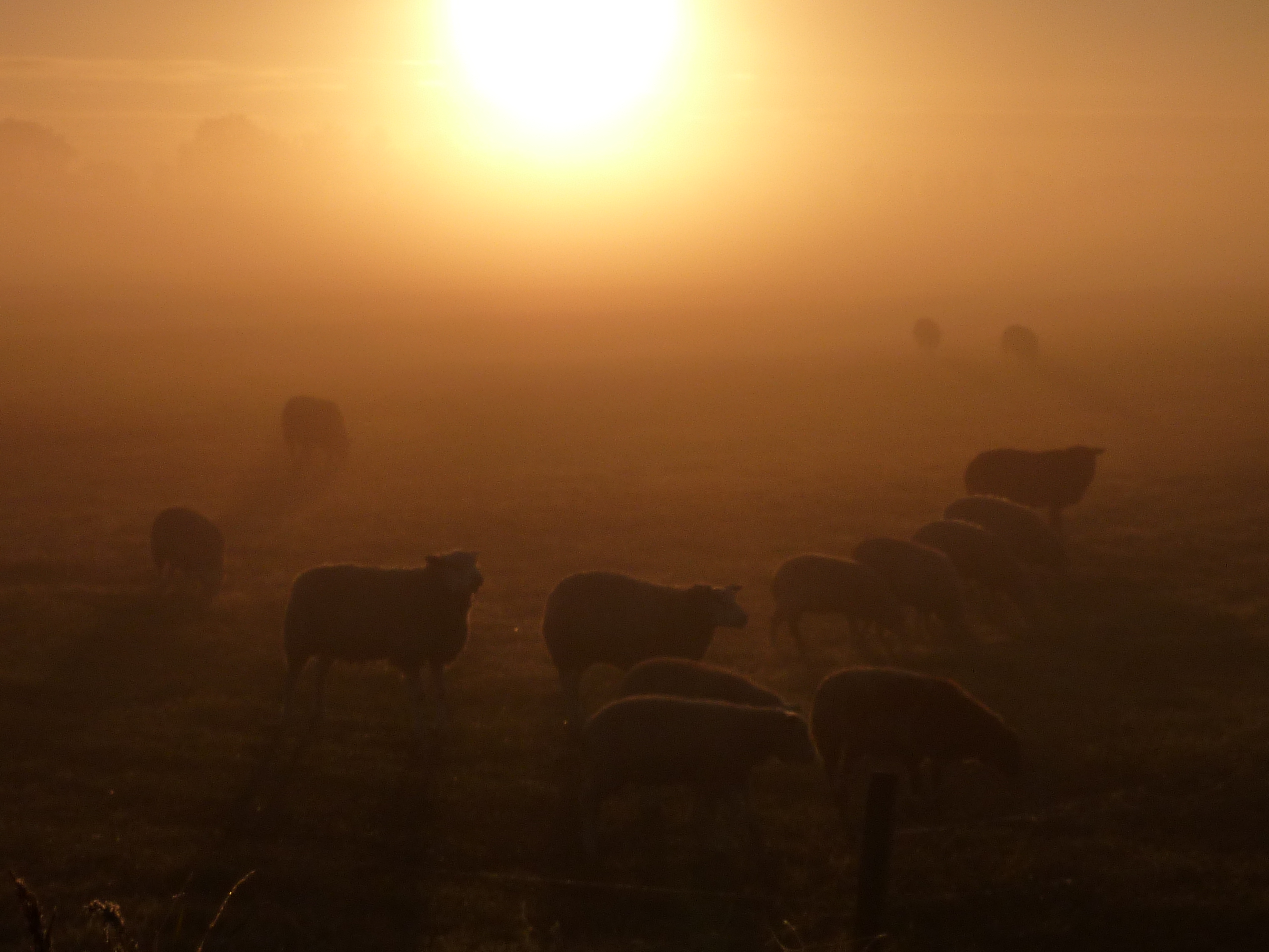 Wandelen in de ochtenddauw